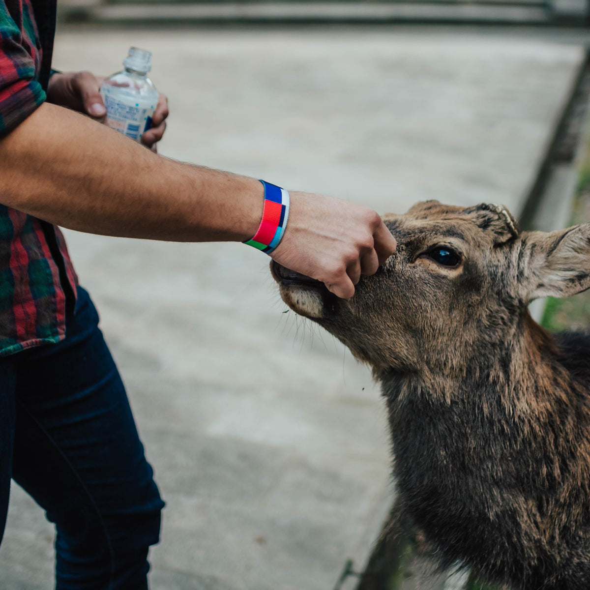 Lifestyle image of someone petting a deer with Please Stand By on their wrist