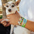 Lifestyle image close up of someone holding a white and brown chihuahua with 2 doggo straps on one wrist