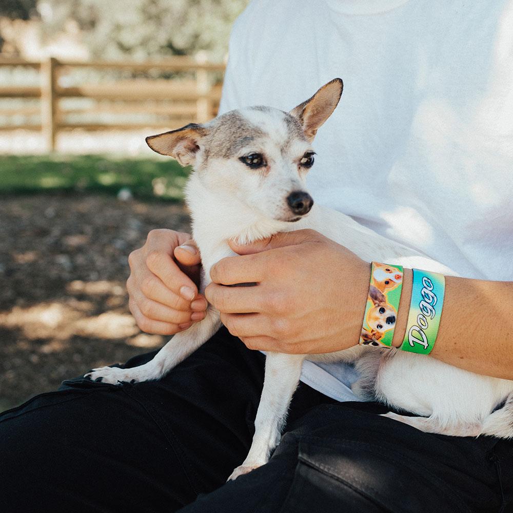 Lifestyle image of someone sitting with a white and brown chihuahua on their lap with 2 doggo straps on one wrist
