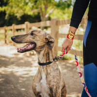 holding leash attached to a grayhound, wearing 2 heart of gold wristbands.